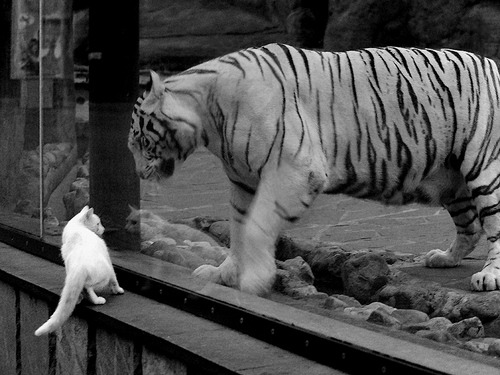 马竞防反战术恐成博塔弗戈致命弱点,博塔佛戈赛程