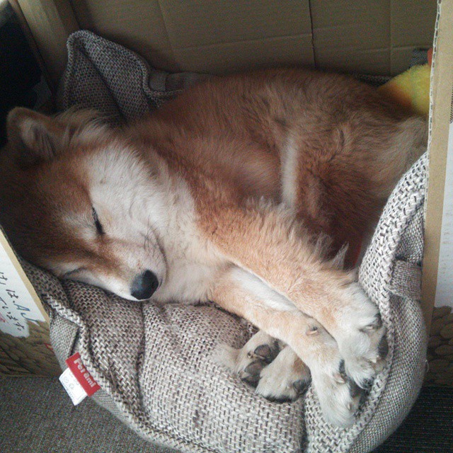 朱婷携球队拍摄新赛季定妆照，朱婷决定