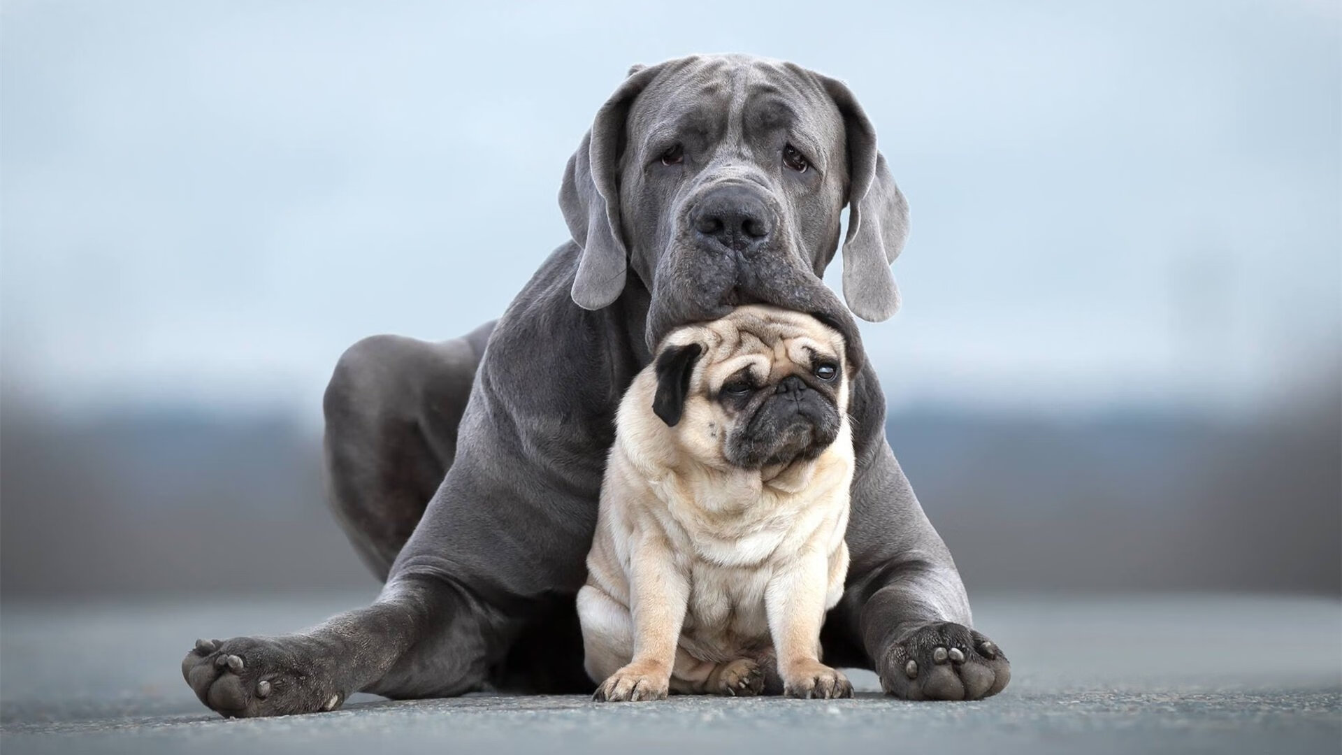 谢佩玲跳台动作精准获高分，谢佩璇图片
